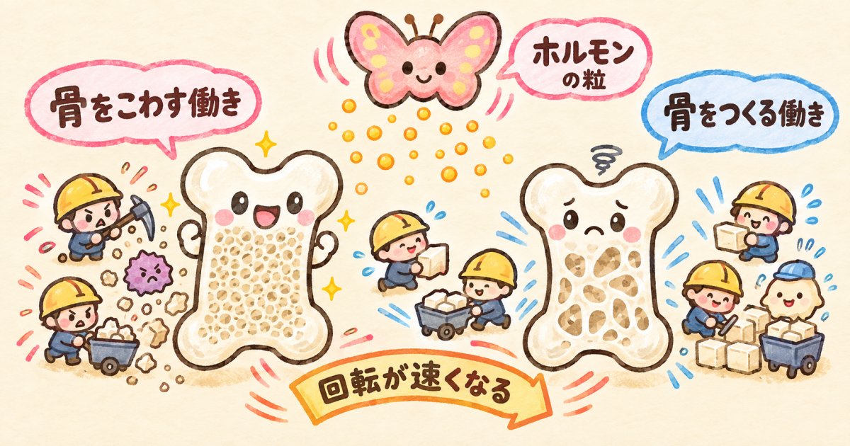 バセドウ病が骨密度を下げる仕組み|骨粗しょう症のリスク