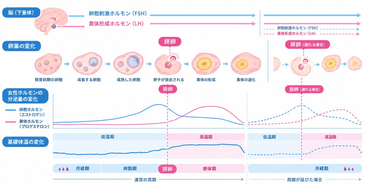 月経周期が長くなったとき、ホルモンは排卵にどう関わる?